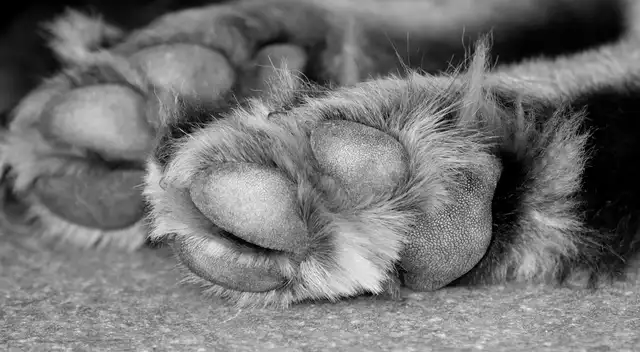 Las agresoras intimidaron y amenazaron a la dueña del pitbull.