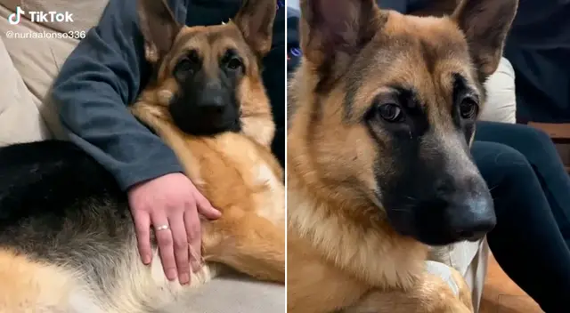 La perrita no dejó que su dueña se acerque a su novio.