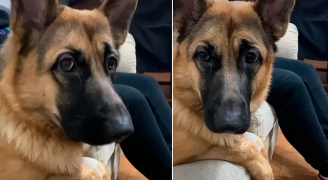 La perrita no dejó que su dueña se acerque a su novio.