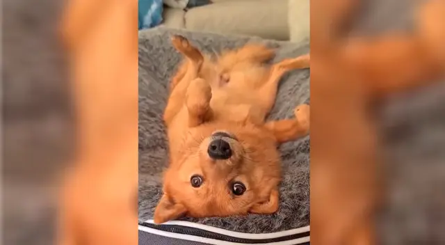 La traviesa Kiko de nueve meses causa sensación en Instagram por su peculiar talento. La traviesa Kiko de nueve meses causa sensación en Instagram por su peculiar talento.