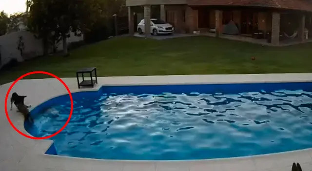 En las imágenes se ve como la perrita guía a Luna hasta la escalera de la piscina y la ayuda a salir.
