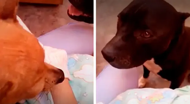 Perrito llora al saber que su ‘amigo’ está enfermo