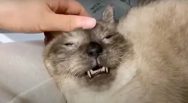 Gatito disfruta de un relajante masaje y su rostro se vuelve viral Gatito disfruta de un relajante masaje y su rostro se vuelve viral