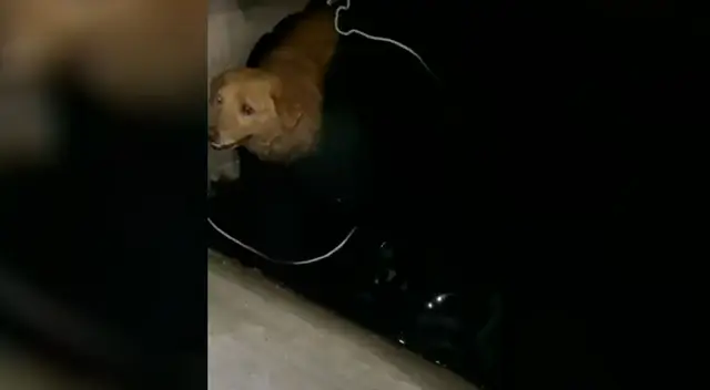Pareja rescata a un perro callejero que había caído a un desagüe Pareja rescata a un perro callejero que había caído a un desagüe
