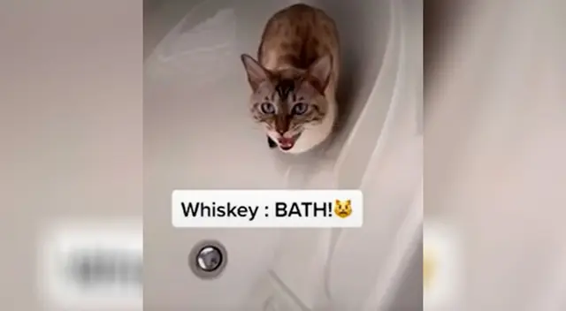 Gatito deja con la boca abierta a todos en TikTok al pedirle a su dueña que lo bañe Gatito deja con la boca abierta a todos en TikTok al pedirle a su dueña que lo bañe