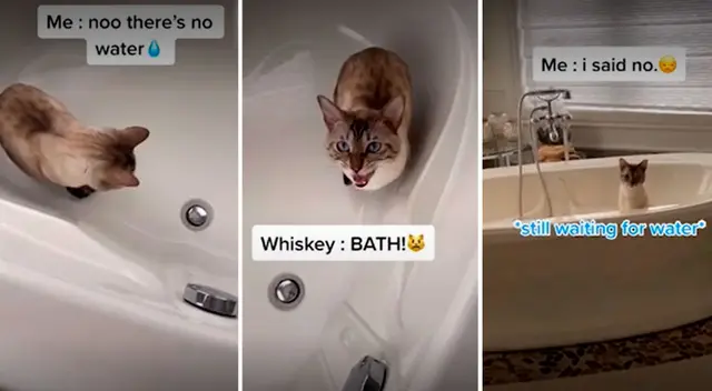 Gatito deja con la boca abierta a todos en TikTok al pedirle a su dueña que lo bañe Gatito deja con la boca abierta a todos en TikTok al pedirle a su dueña que lo bañe