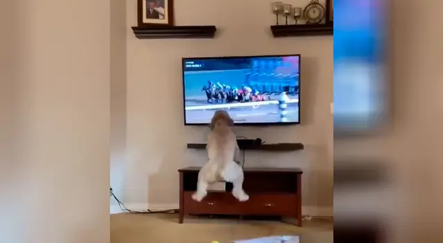Perrito salta de alegría al ver una carrera de caballos frente al televisor