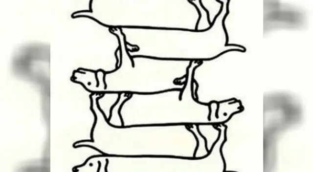 ¿Cuántos perros hay en la imagen? ¿Cuántos perros hay en la imagen?