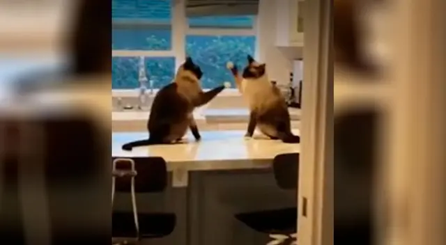 Sale a comprar y al regresar encuentra a sus gatos en una cómica escena