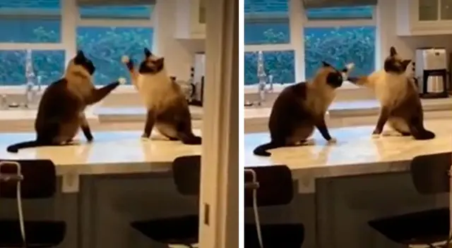 Sale a comprar y al regresar encuentra a sus gatos en una cómica escena