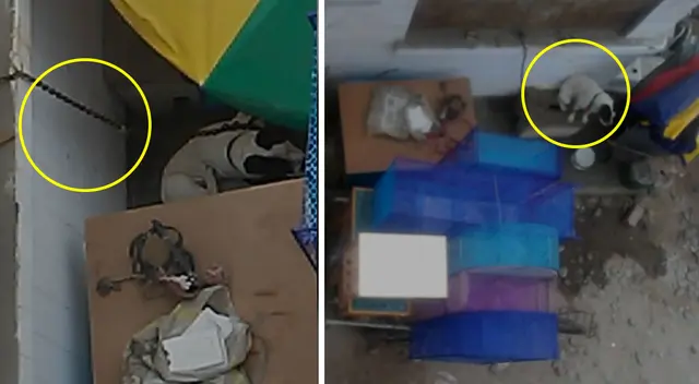 Denuncian maltrato animal a perrito en San Martín de Porres.