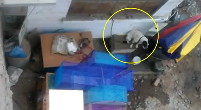 Denuncian maltrato animal a perrito en San Martín de Porres.