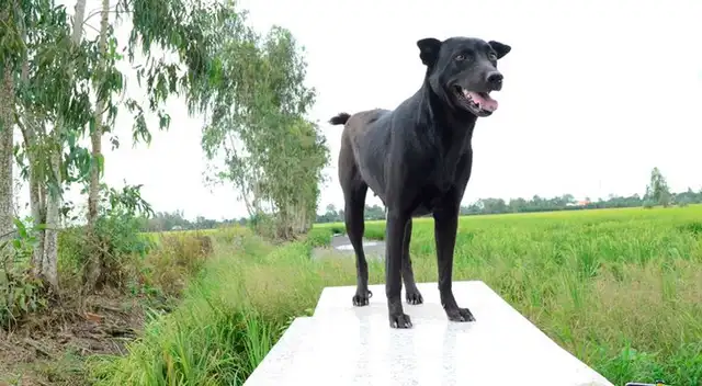 La historia de la perrita que no se separa de la tumba de un niño de dos años