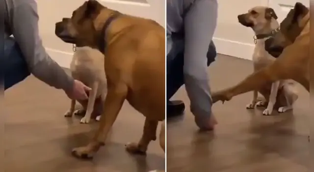 La divertida escena causó sensación en las redes sociales. La divertida escena causó sensación en las redes sociales.