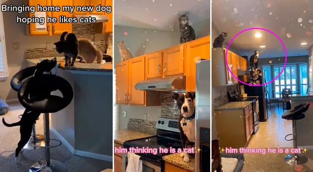 El perrito creció junto a los dos gatos de la familia. El perrito creció junto a los dos gatos de la familia.