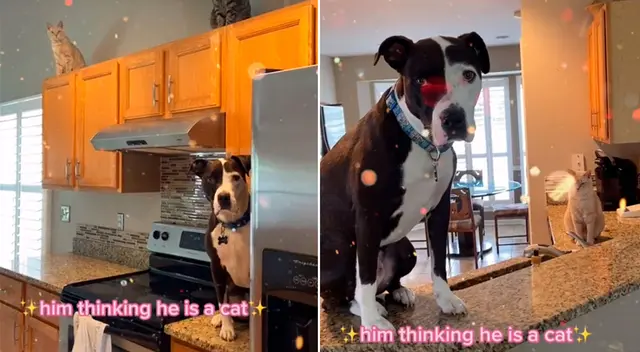 El perrito creció junto a los dos gatos de la familia. El perrito creció junto a los dos gatos de la familia.