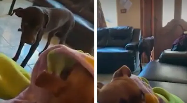 Perrito se va de la casa cuando su dueña le da cariño a la otra mascota Perrito se va de la casa cuando su dueña le da cariño a la otra mascota