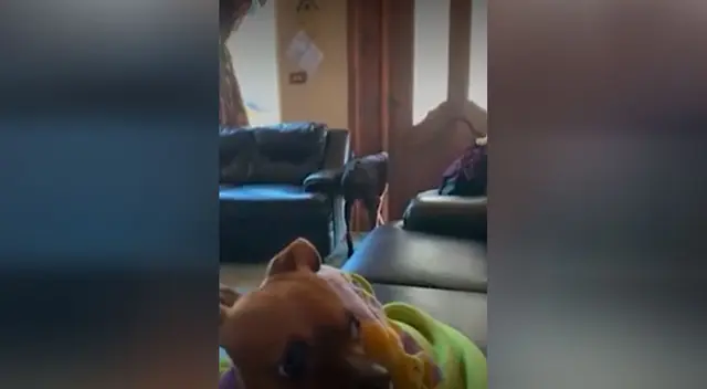 Perrito se va de la casa cuando su dueña le da cariño a la otra mascota Perrito se va de la casa cuando su dueña le da cariño a la otra mascota