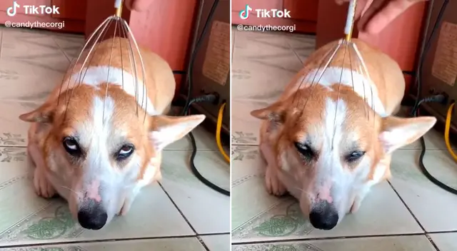 El perrito y su expresión de satisfacción arrancó más de una sonrisa en TikTok.
