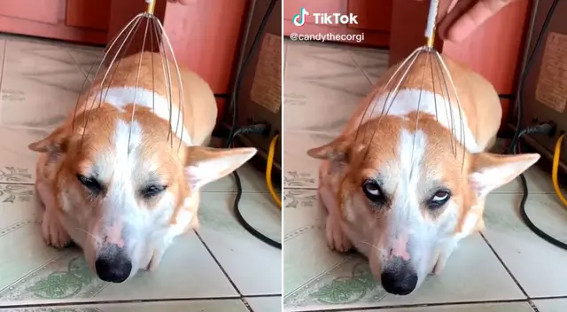 El perrito y su expresión de satisfacción arrancó más de una sonrisa en TikTok.