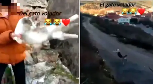 La mujer arrojó al felino desde lo alto de un barranco.