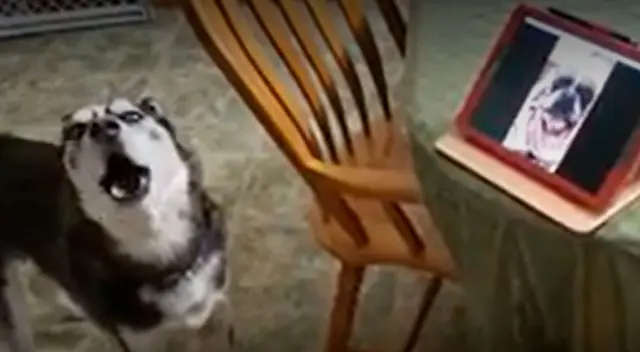 Perros protagonizan tierna escena al reencontrarse a través de una videollamada Perros protagonizan tierna escena al reencontrarse a través de una videollamada