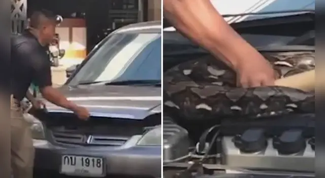 El hombre descubre a la serpiente pitón y queda espantado. El hombre descubre a la serpiente pitón y queda espantado.