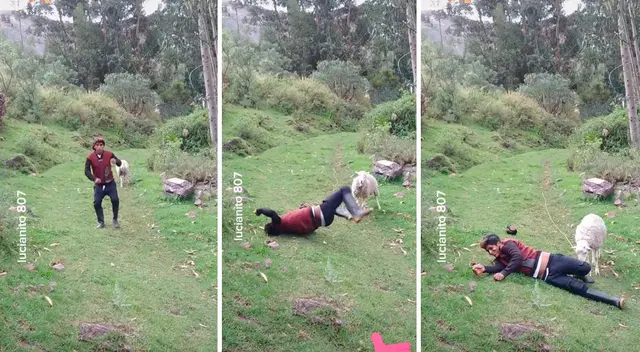 El joven no se percató de la presencia de la oveja.