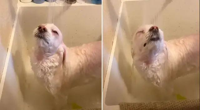 El perrito disfrutó de su primera ducha. El perrito disfrutó de su primera ducha.