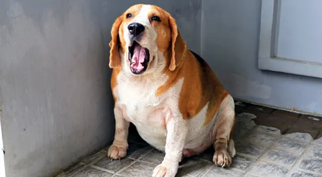 El sobrepeso puede ser muy perjudicial para nuestras mascotas, ya que puede causar diabetes. El sobrepeso puede ser muy perjudicial para nuestras mascotas, ya que puede causar diabetes.