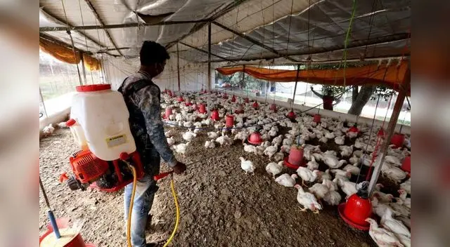 Según los últimos datos de las autoridades indias 21.555 aves han sido sacrificadas en Kerala.