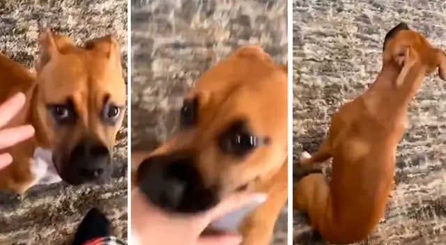 Perrito molesta a su dueña y al escuchar la palabra ‘mamá’ finge no hacer nada