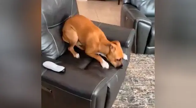 Perrito molesta a su dueña y al escuchar la palabra ‘mamá’ finge no hacer nada