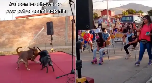 Los perritos subieron al escenario para jugar. Los perritos subieron al escenario para jugar.