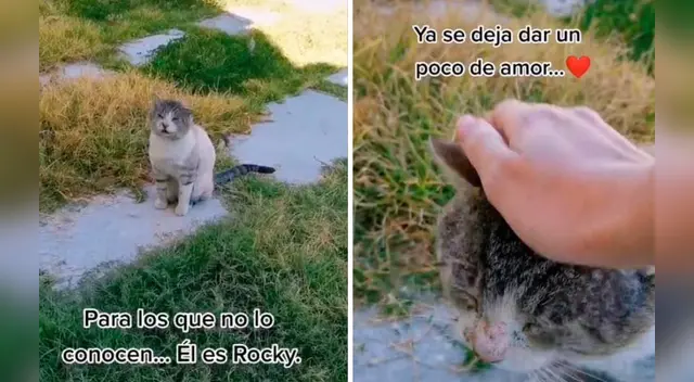 La emotiva escena se ha robado el corazón de miles de usuarios en las redes sociales. La emotiva escena se ha robado el corazón de miles de usuarios en las redes sociales.