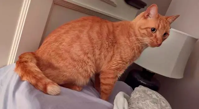 Charlie, el gato naranja de cola rota.