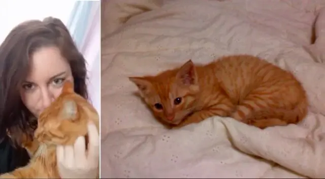 Charlie, el gato naranja de cola rota.