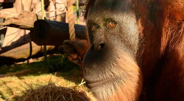 Inji era una orangután de Sumatra, en Indonesia, una de las especies en peligro de extinción.