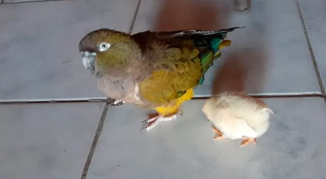 Loro cría a un pollito como si fuera suyo Loro cría a un pollito como si fuera suyo