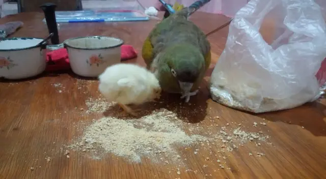 Loro cría a un pollito como si fuera suyo Loro cría a un pollito como si fuera suyo
