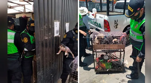 Los perros fueron llevados hasta el albergue El Pasto, ubicado en el distrito de Socabaya, para que sean revisados y puestos en adopción responsable.