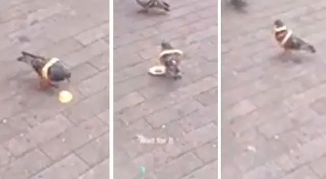 La insólita manera en la que una paloma se lleva el pan se vuelve viral La insólita manera en la que una paloma se lleva el pan se vuelve viral