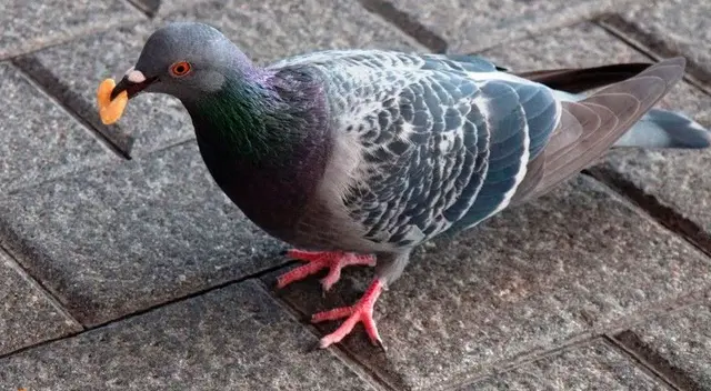 La insólita manera en la que una paloma se lleva el pan se vuelve viral La insólita manera en la que una paloma se lleva el pan se vuelve viral