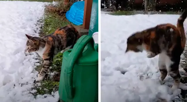 Gatito tiene adorable reacción al tocar la nieve por primera vez Gatito tiene adorable reacción al tocar la nieve por primera vez