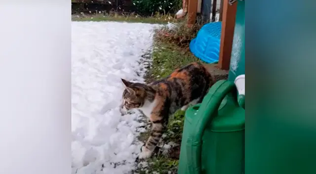 Gatito tiene adorable reacción al tocar la nieve por primera vez Gatito tiene adorable reacción al tocar la nieve por primera vez