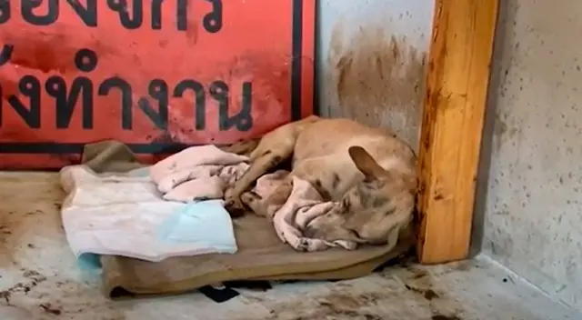 El increíble rescate de la perrita que estaba atrapada en brea líquida