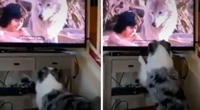 Los perros reaccionaron  a las distintas escenas de la película