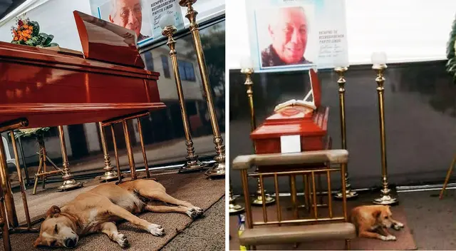 Mónica Cabrejos evidenció la conmovedora situación que protagonizó 'Valeria' mascota de Guillermo Campos.