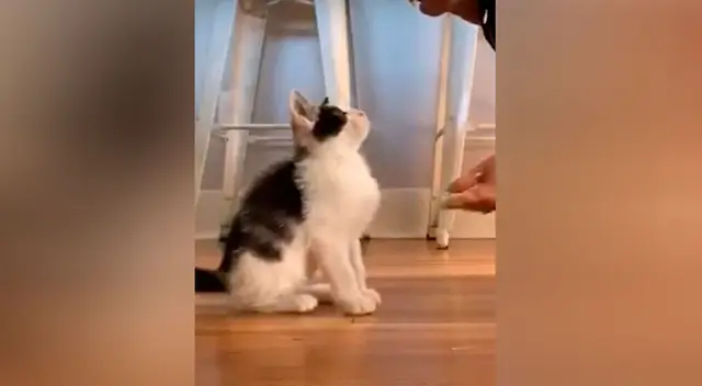 Gatito inteligente aprende trucos como si fuera un perro