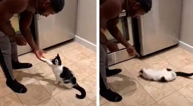 Gatito inteligente aprende trucos como si fuera un perro